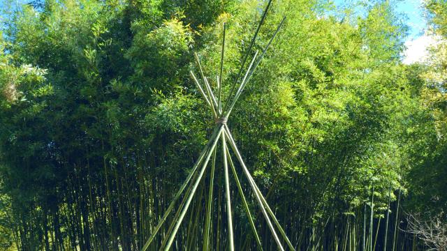 photo bamboo 2