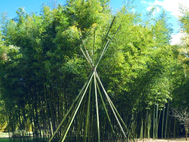 photo bamboo 2