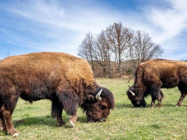 La Ferme Aux Bisons 2