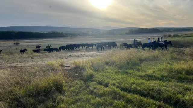 Transhumance des chevaux de Mérens à Montbel