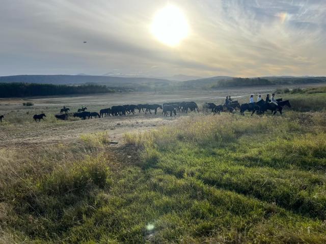 Transhumance des chevaux de Mérens à Montbel